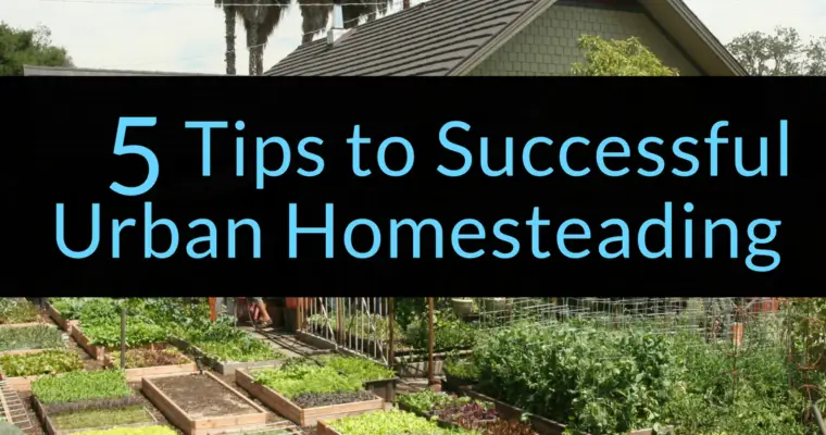 5 Tips to Successful Urban Homesteading