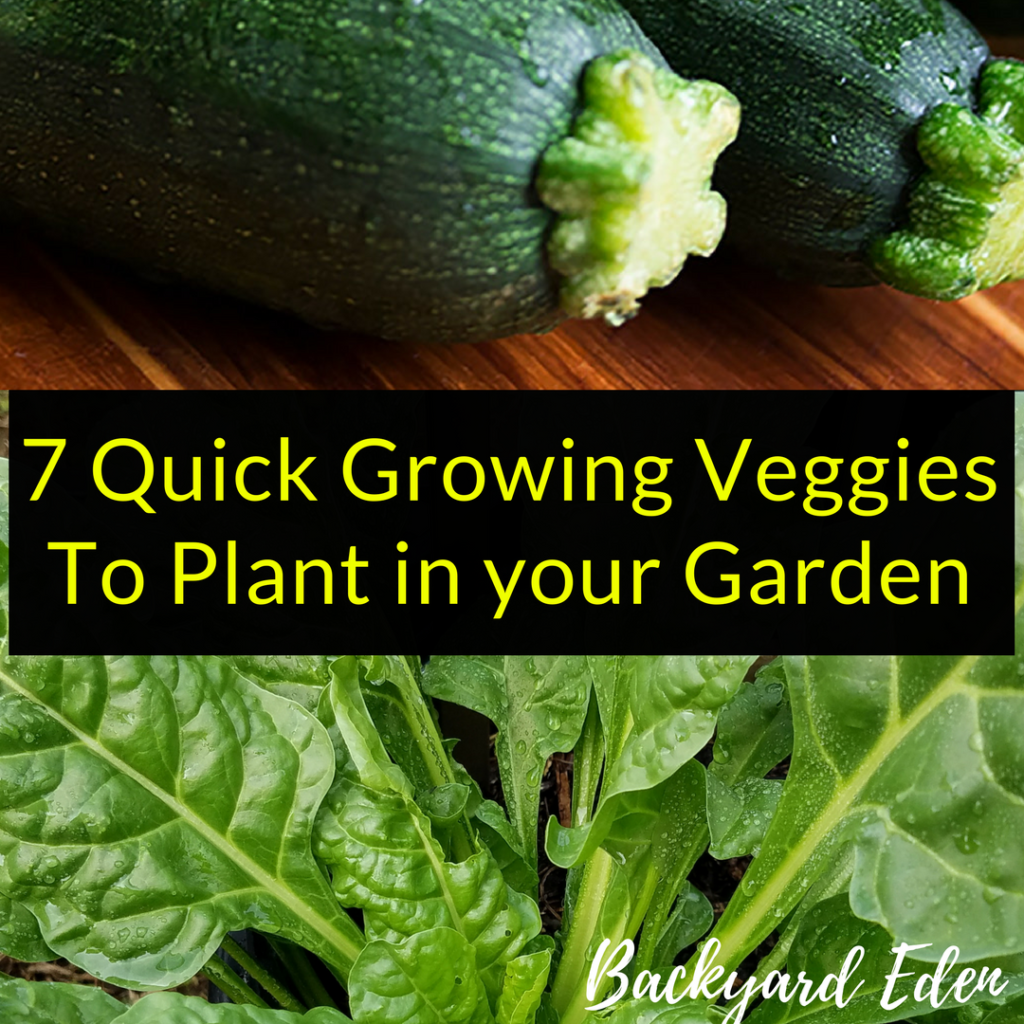 7 Quick Growing Veggies To Plant in your Garden, Quick Growing Veggies, Backyard Eden, www.backyard-eden.com, www.backyard-eden.com/7-quick-growing-veggies-to-plant-in-your-garden