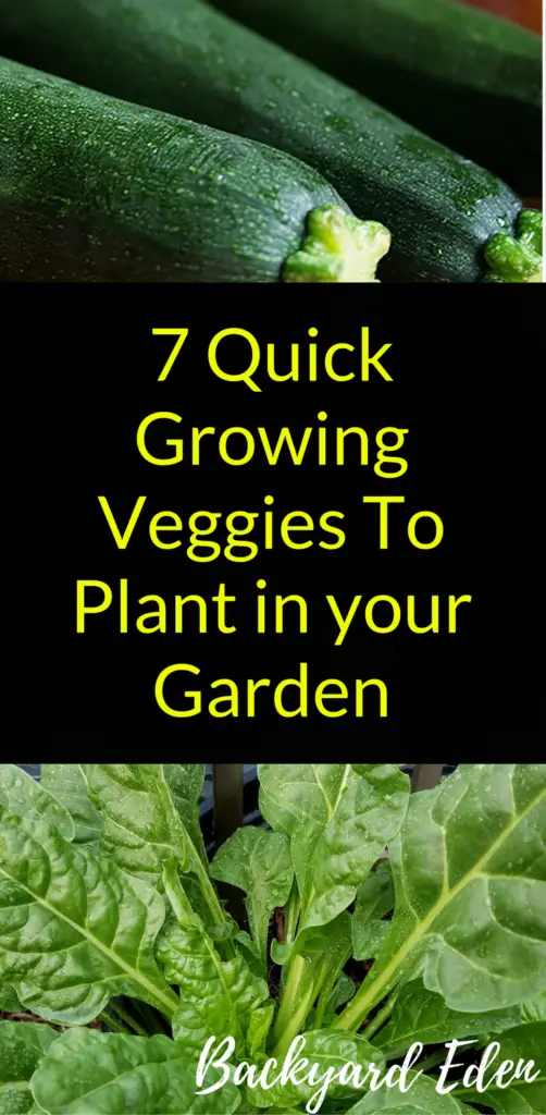 7 Quick Growing Veggies To Plant in your Garden, Quick Growing Veggies, Backyard Eden, www.backyard-eden.com