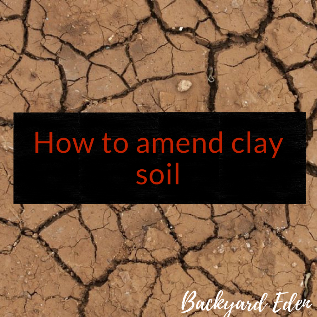 How to amend clay soil, clay soil, Backyard Eden, www.backyard-eden.com, www.backyard-eden.com/how-to-amend-clay-soil