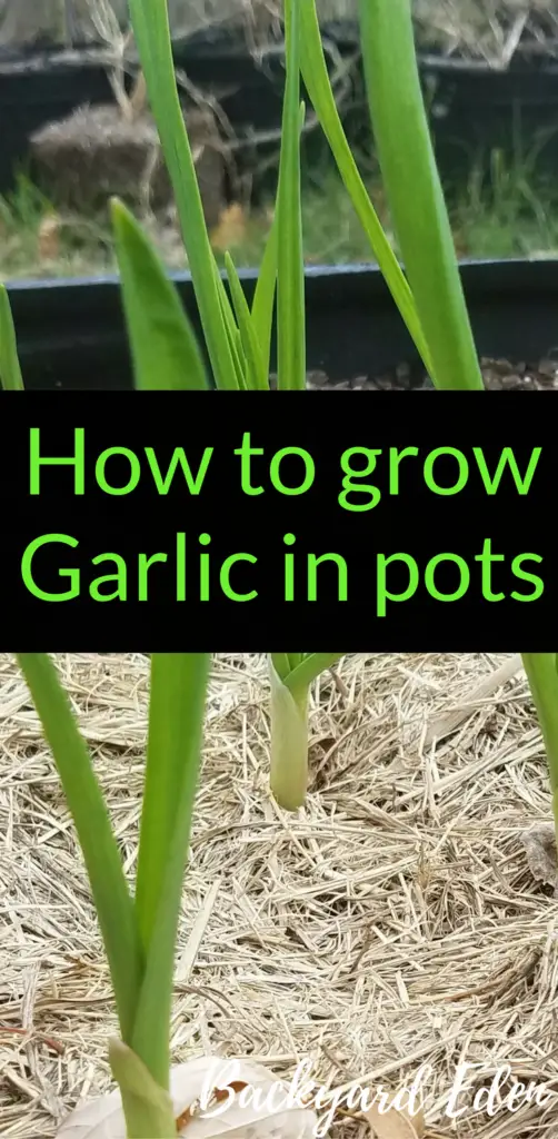 how to grow garlic in pots, how to grow garlic, backyard eden, www.backyard-eden.com