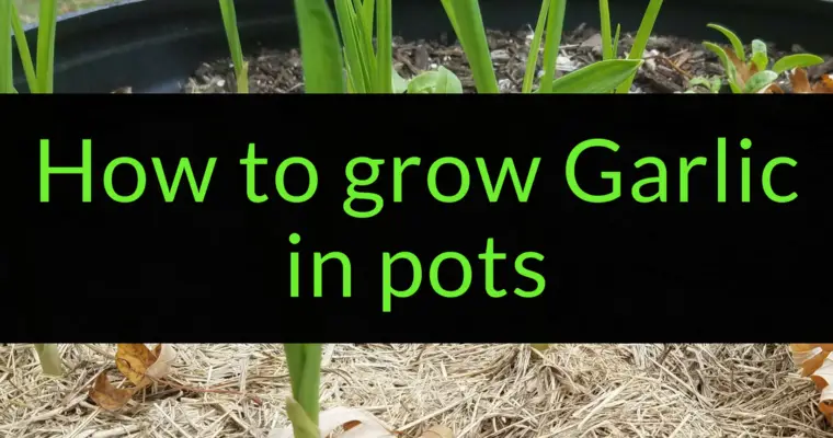 How to Grow Garlic in Pots