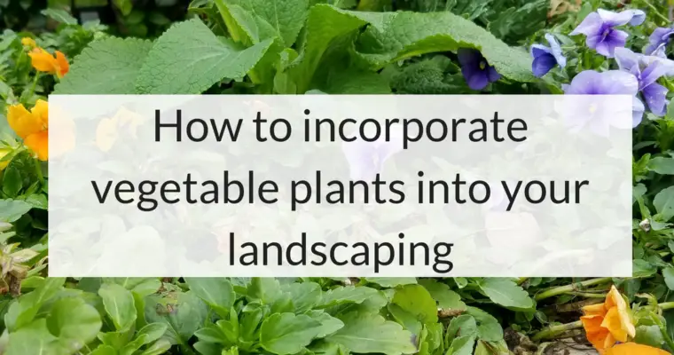 How to Use Vegetables in Landscaping