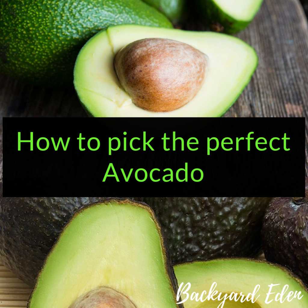 How to pick the perfect avocado, avocados, Backyard Eden, www.backyard-eden.com, www.backyard-eden.com/how-to-pick-the-perfect-avocado