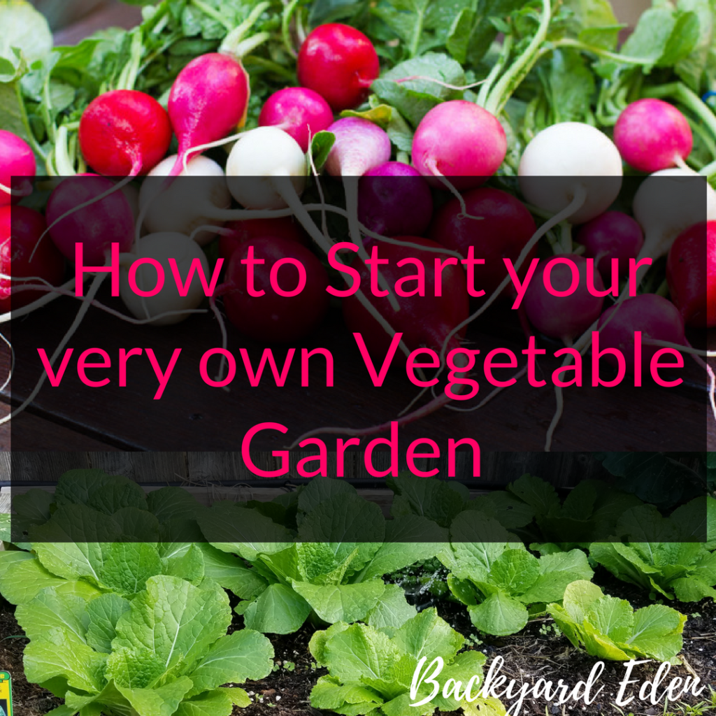 How to start your very own vegetable garden