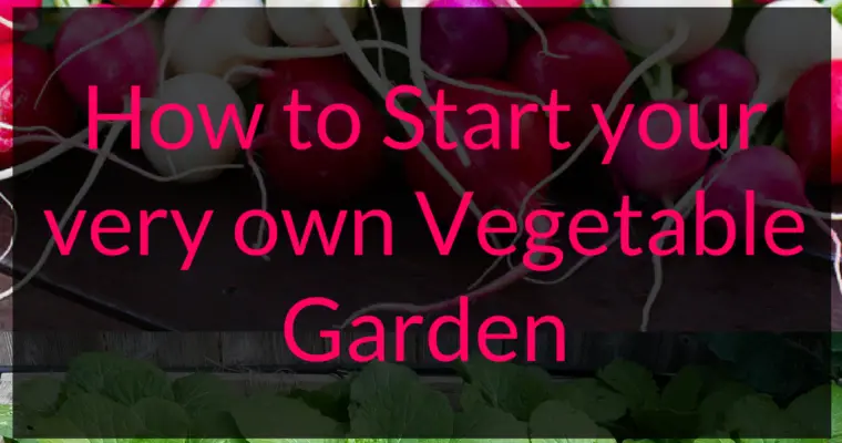 How to Start Your Very Own Vegetable Garden