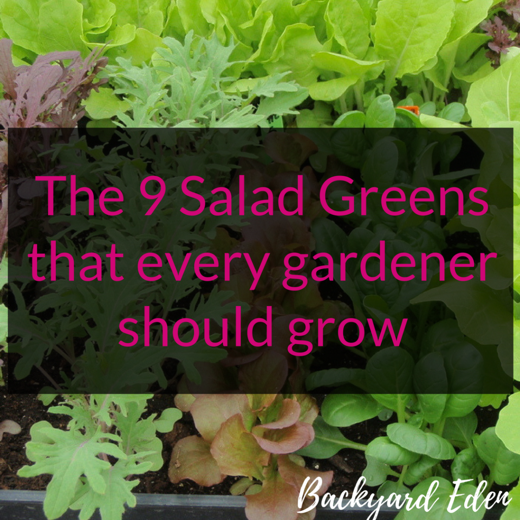 The 9 Salad Greens that every gardener should grow, Salad Greens, Backyard Eden, www.backyard-eden.com, www.backyard-eden.com/9-salad-greens-every-gardener-grow