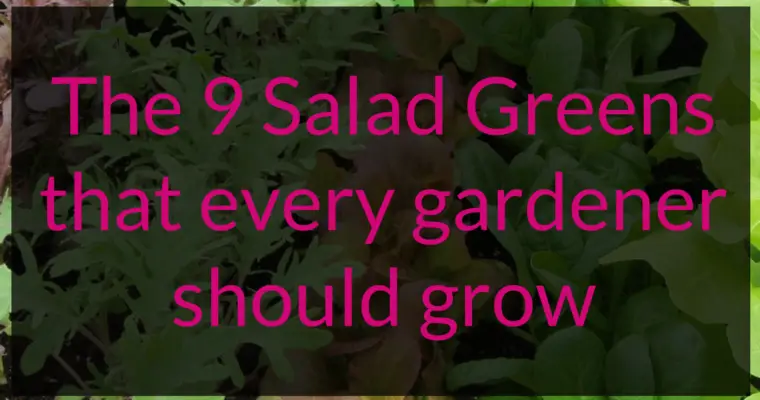Top 9 Salad Greens you should grow