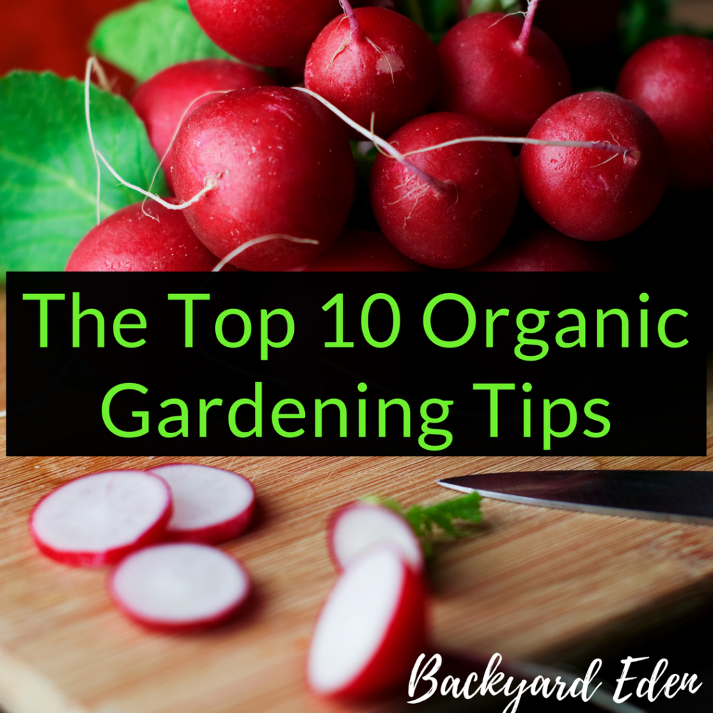 The Top 10 Organic Gardening Tips, Organic Gardening Tips, Backyard Eden, www.backyard-eden.com, www.backyard-eden.com/top-10-organic-gardening-tips