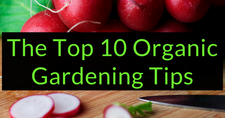 The Top 10 Organic Gardening Tips