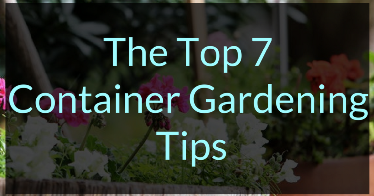The Top 7 Container Gardening Tips