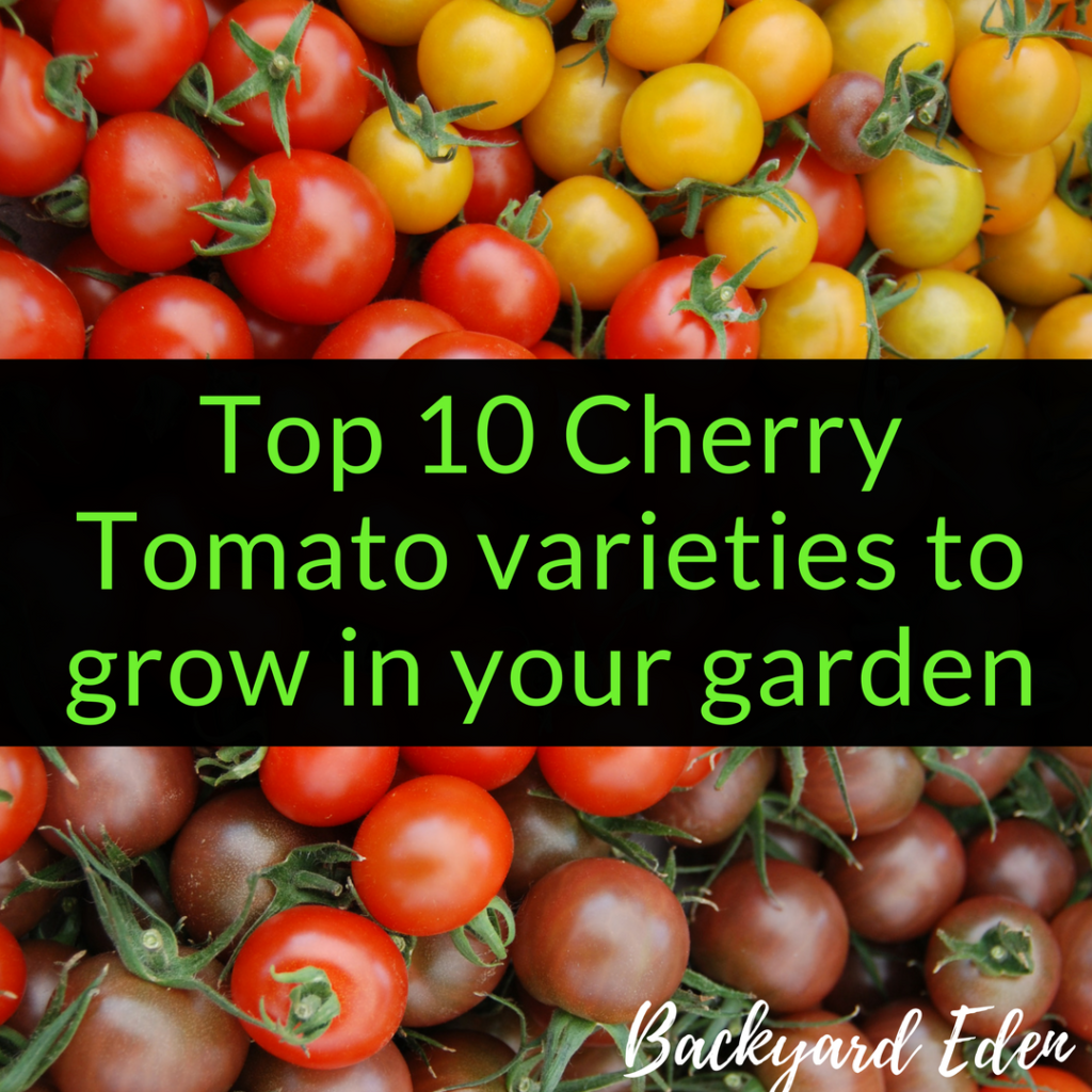 Top 10 Cherry Tomato varieties to grow in your garden, cherry tomatoes, best varieties, Backyard Eden, www.backyard-eden.com, www.backyard-eden.com/Top-10-Cherry-Tomato-varieties-to-grow-in-your-garden