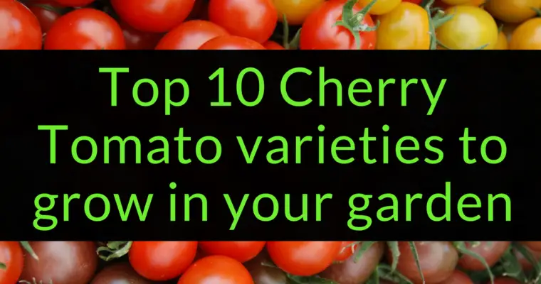 Top 10 Cherry Tomato varieties to grow in your garden