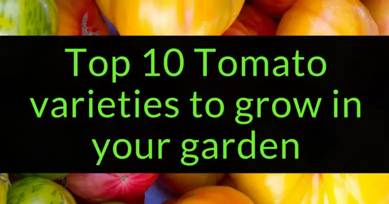 Top 10 Tomato Varieties to grow in your garden