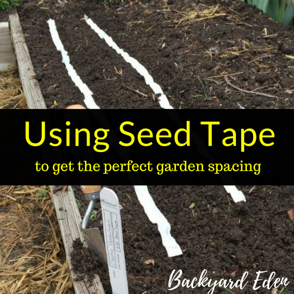 Using seed tape to get the perfect garden spacing, seed tape, using seed tape, Backyard Eden, www.backyard-eden.com, www.backyard-eden.com/using-seed-tape-to-get-the-perfect-garden-spacing
