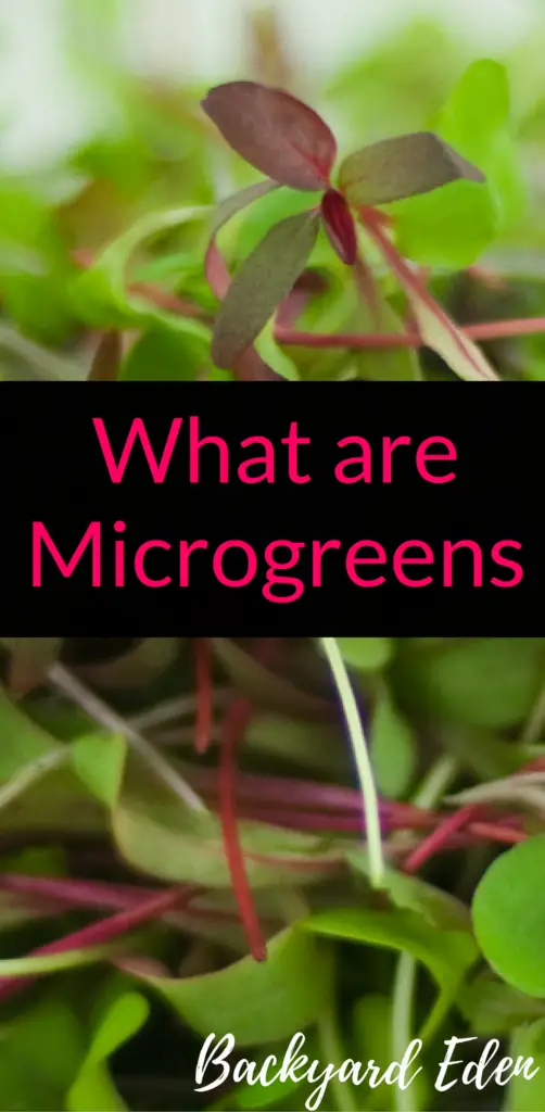 What are microgreens, growing microgreens, Backyard Eden, www.backyard-eden.com, www.backyard-eden.com/what-are-microgreens