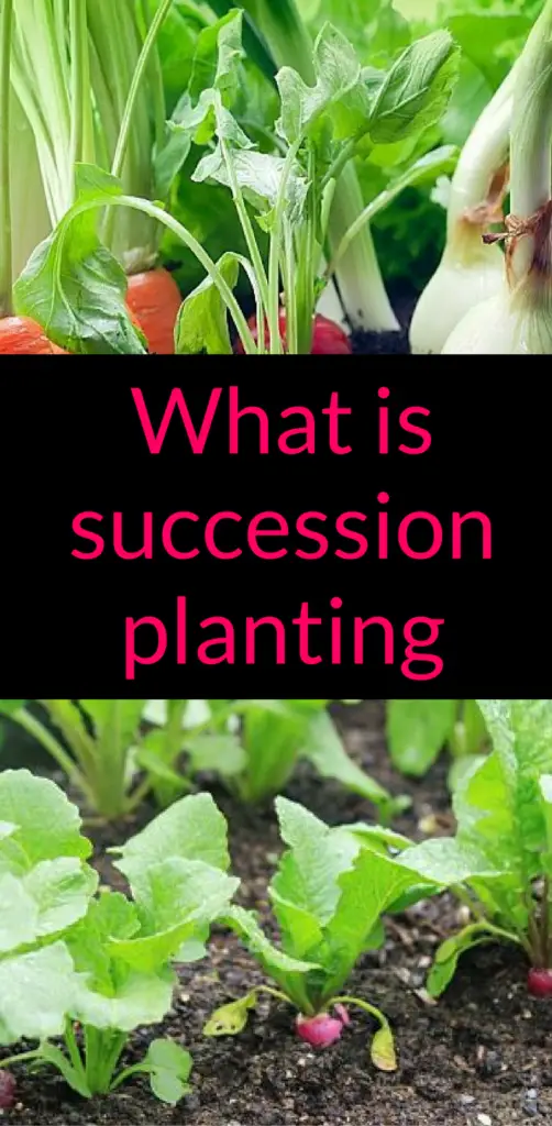 what is succession planting, backyard eden, www.backyard-eden.com