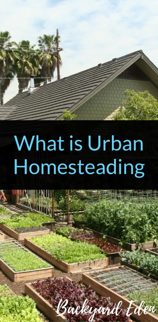 What is Urban Homesteading, urban homesteading, homesteading, Backyard Eden, www.backyard-eden.com, www.backyard-eden.com/what-is-Urban-Homesteading