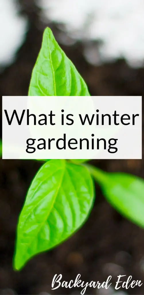 What is winter gardening, winter gardening, Backyard Eden, www.backyard-eden.com, www.backyard-eden.com/what-is-winter-gardening