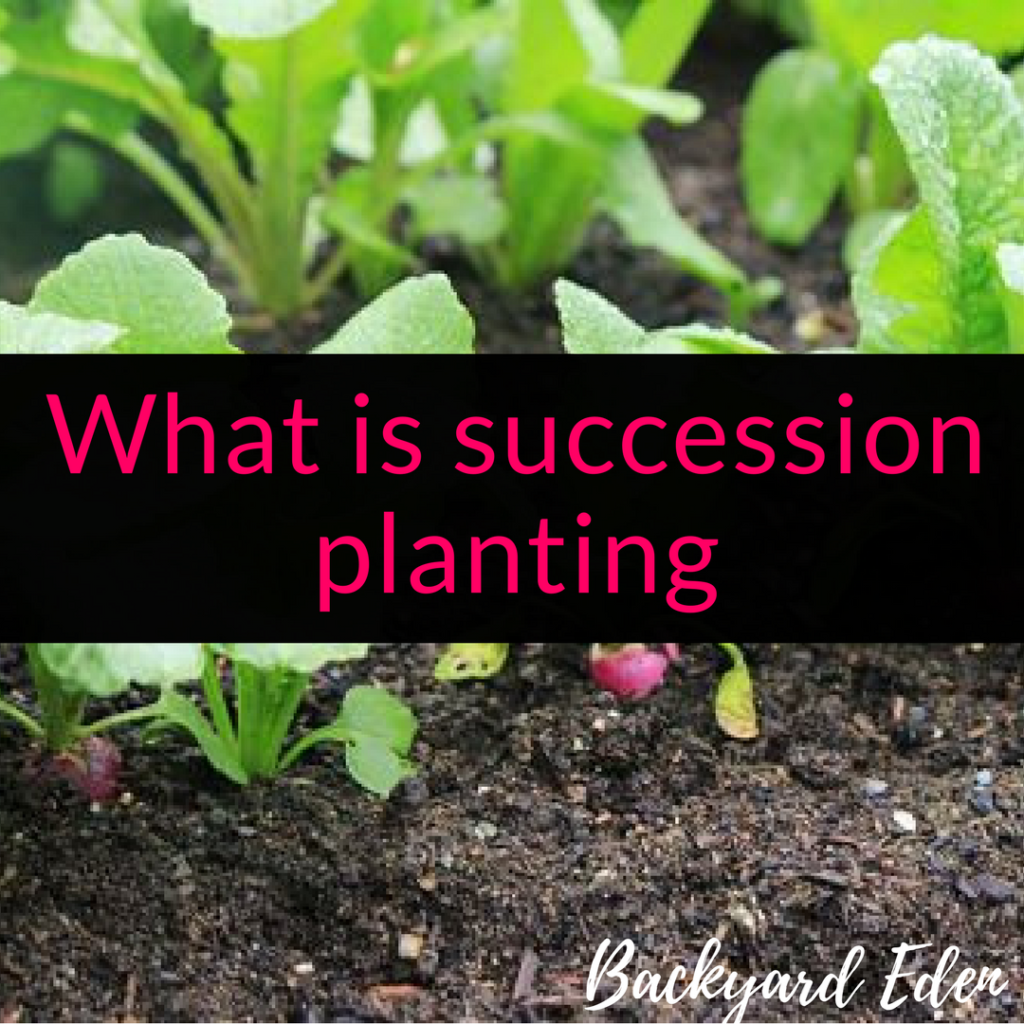 What is succession planting, succession planting, succession cropping, Backyard Eden, www.backyard-eden.com, www.backyard-eden.com/what-is-succession-planting