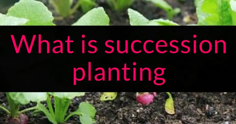 What is succession planting