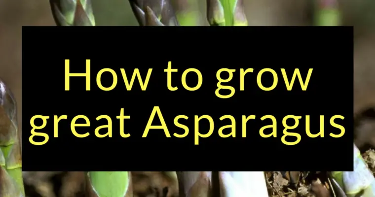 How to Grow Great Asparagus