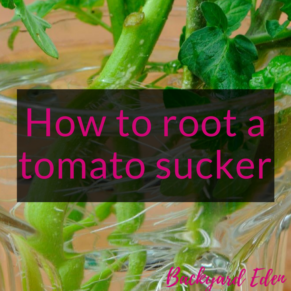 How to root a tomato sucker, rooting tomato suckers, Backyard Eden, www.backyard-eden.com, www.backyard-eden.com/how-to-root-a-tomato-sucker
