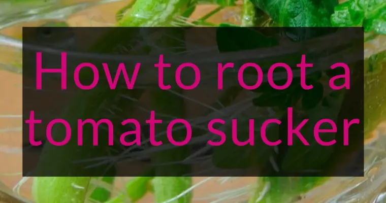 How to root a tomato sucker