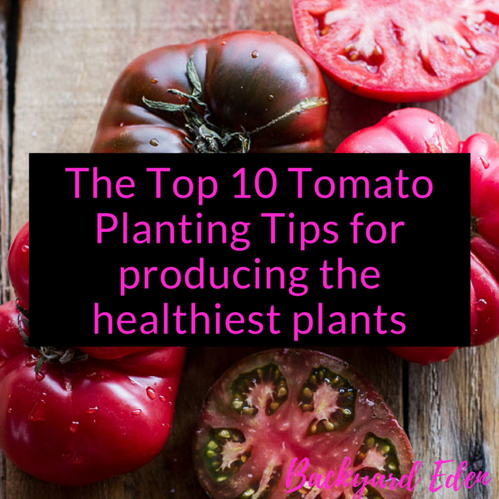 The Top 10 Tomato Planting Tips for producing the healthiest plants, tomato tips, Backyard Eden, www.backyard-eden.com, www.backyard-eden.com/top-10-tomato-planting-tips-for-producing-the-healthiest-plants