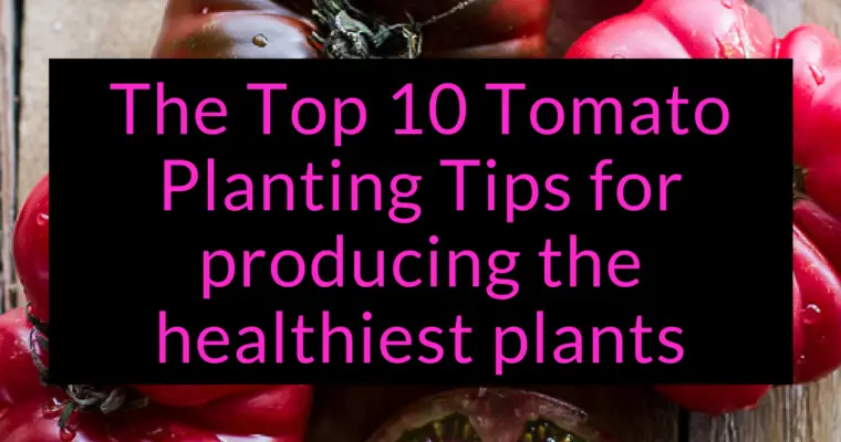 The Top 10 Tomato Planting Tips for producing the healthiest plants