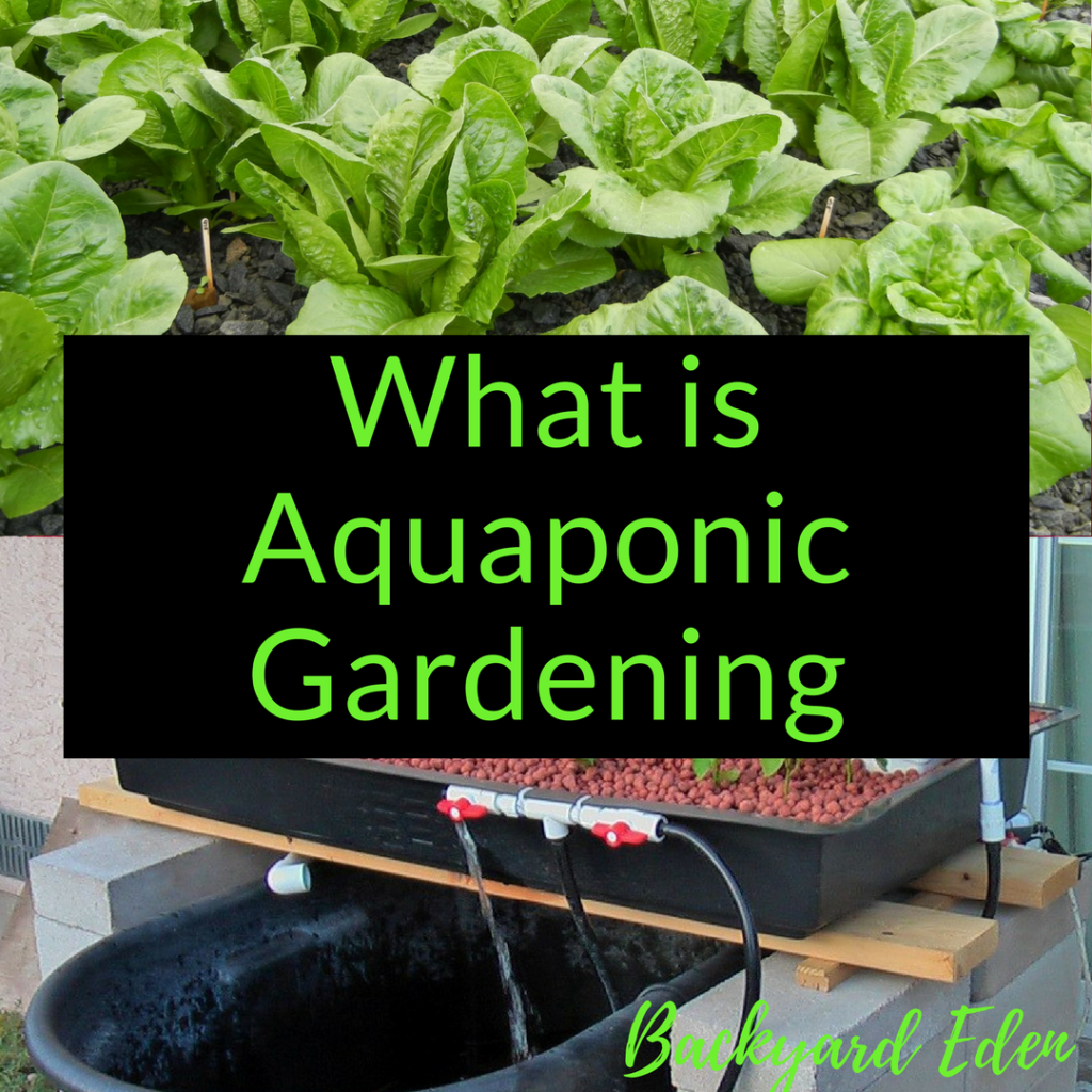 What is Aquaponic Gardening, Aquaponics, Backyard Eden, www.backyard-eden.com, www.backyard-eden.com/what-is-aquaponic-gardening