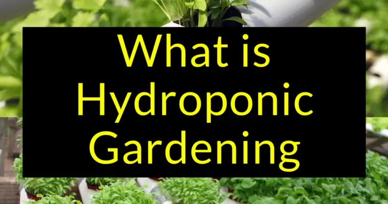What is Hydroponic Gardening