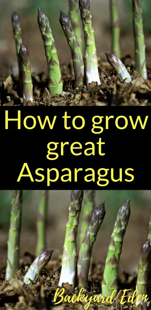 How to grow great Asparagus, grow Asaparagus, Backyard Eden, www.backyard-eden.com, www.backyard-eden.com/how-to-grow-great-asparagus