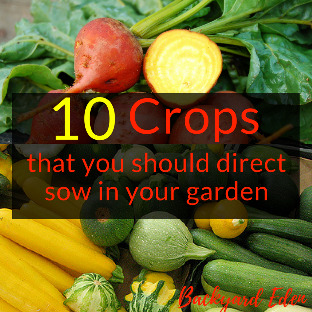 10 crops that you should direct sow in your garden, direct sow. planting a garden, Backyard Eden, www.backyard-eden.com, www.backyard-eden.com/10-crops-that-you-should-direct-sow-in-your-garden