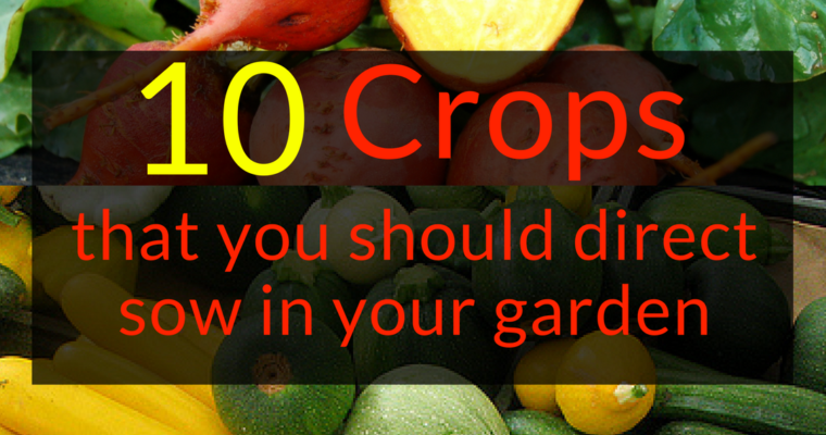 10 Crops that you should direct sow in your garden