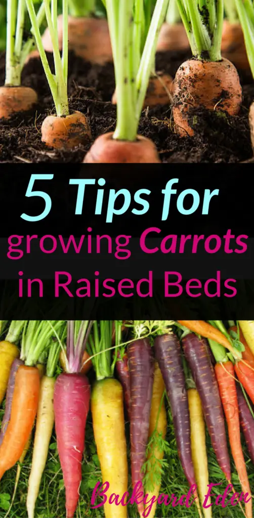 5 Tips for growing Carrots in Raised Beds, Raised Beds, carrots, Backyard Eden, www.backyard-eden.com, www.backyard-eden.com/5-tips-for-growing-carrots-in-raised-beds