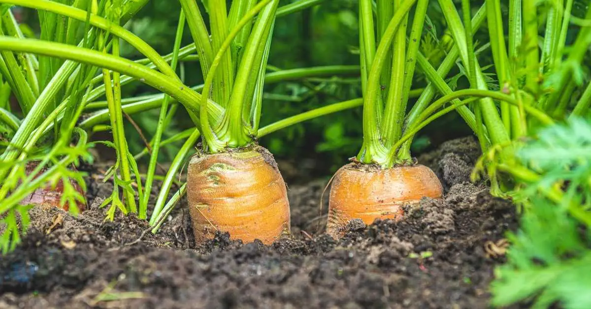 5 Tips for Growing Carrots in Raised Beds
