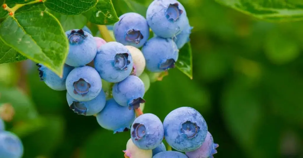 How to grow blueberries in pots