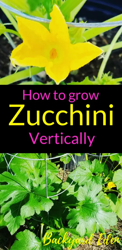How to grow zucchini vertically, How to grow zucchini, vertical gardening, Backyard Eden, www.backyard-eden.com, www.backyard-eden.com/how-to-grow-zucchini-vertically