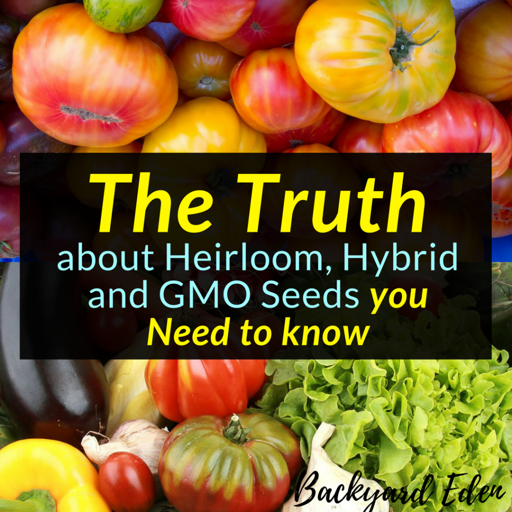 Seed Truth :The Truth about Heirloom, Hybrid and GMO Seeds you need to know, Seeds, Heirloom, Hyrbid, Backyard Eden, www.backyard-eden.com, www.backyard-eden.com/the-truth-about-heirloom-hyrbid-gmo-seeds-you-need-to-know