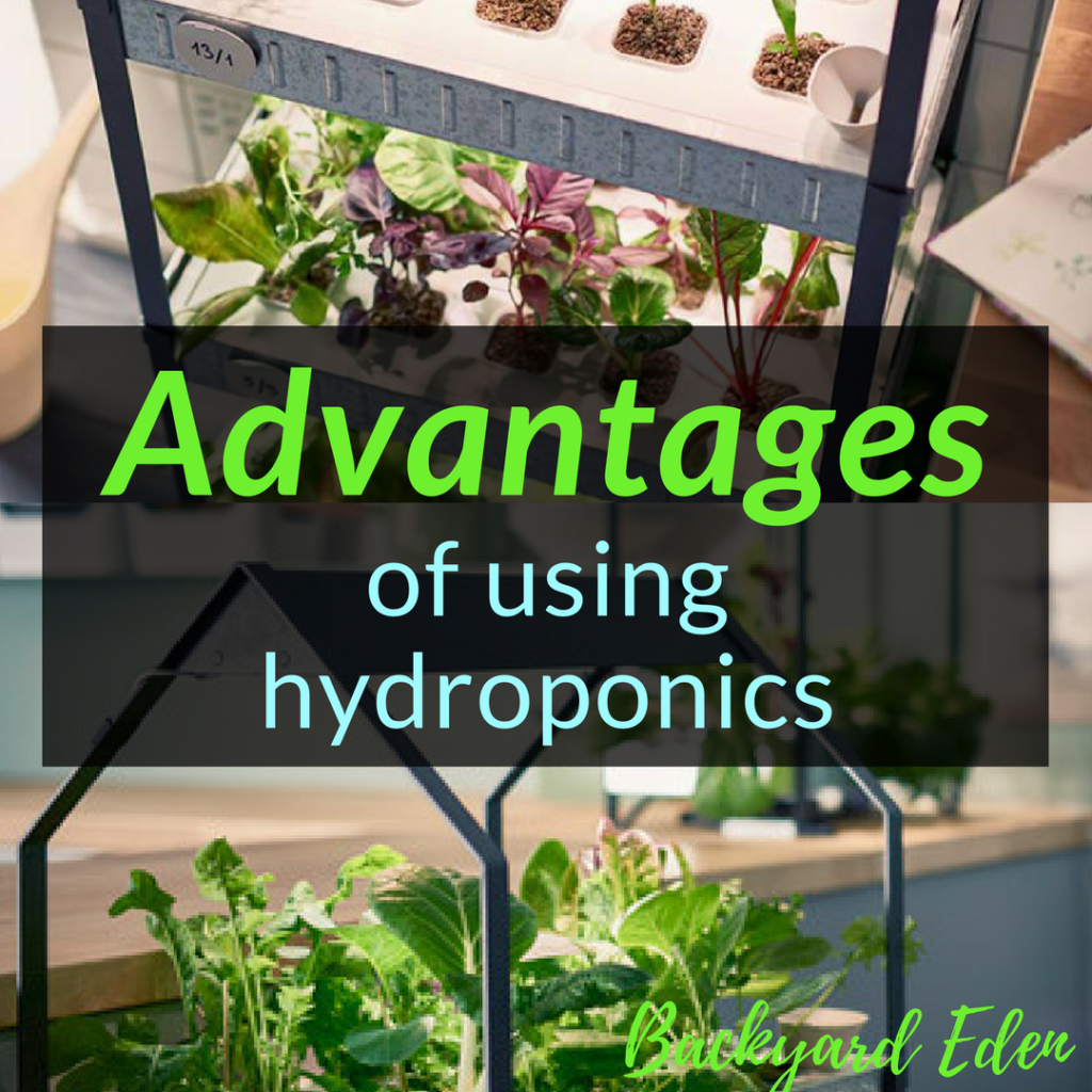 Advantages of using hydroponics, hydroponics, Backyard Eden, www.backyard-eden.com, www.backyard-eden.com/advantages-to-using-hydroponics