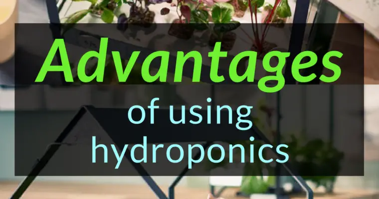 Advantages of using hydroponics