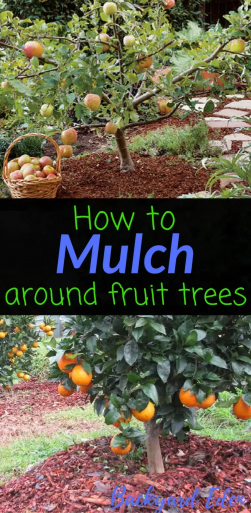 How to mulch around fruit trees, mulching, fruit trees, Backyard Eden, www.backyard-eden.com, www.backyard-eden.com/how-to-mulch-around-fruit-trees
