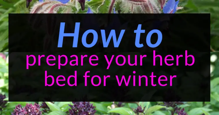 How to prepare your herb bed for winter
