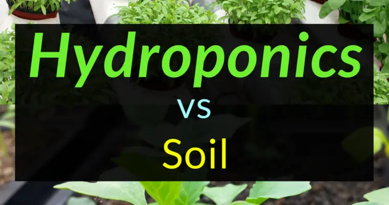 Hydroponics vs Soil: Which one Is Better?
