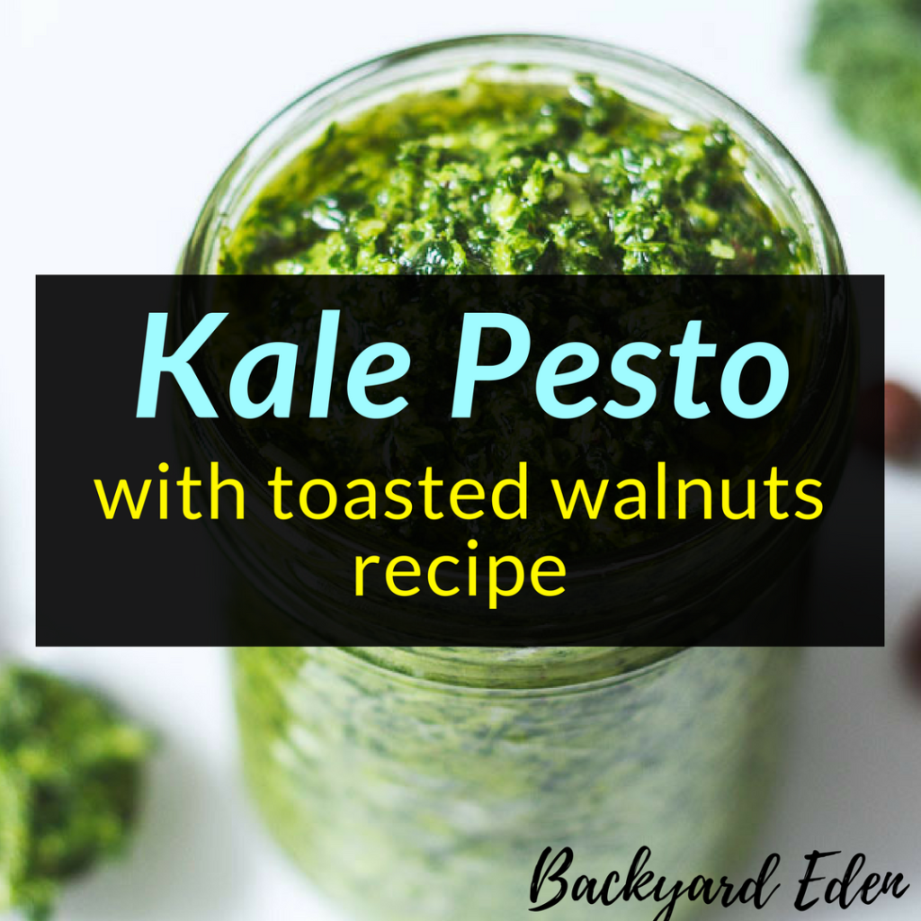 Kale Pesto with toasted walnuts recipe, pesto recipe, kale pesto, Backyard Eden, www.backyard-eden.com, www.backyard-eden.com/kale-pesto-with-toasted-walnuts-recipe