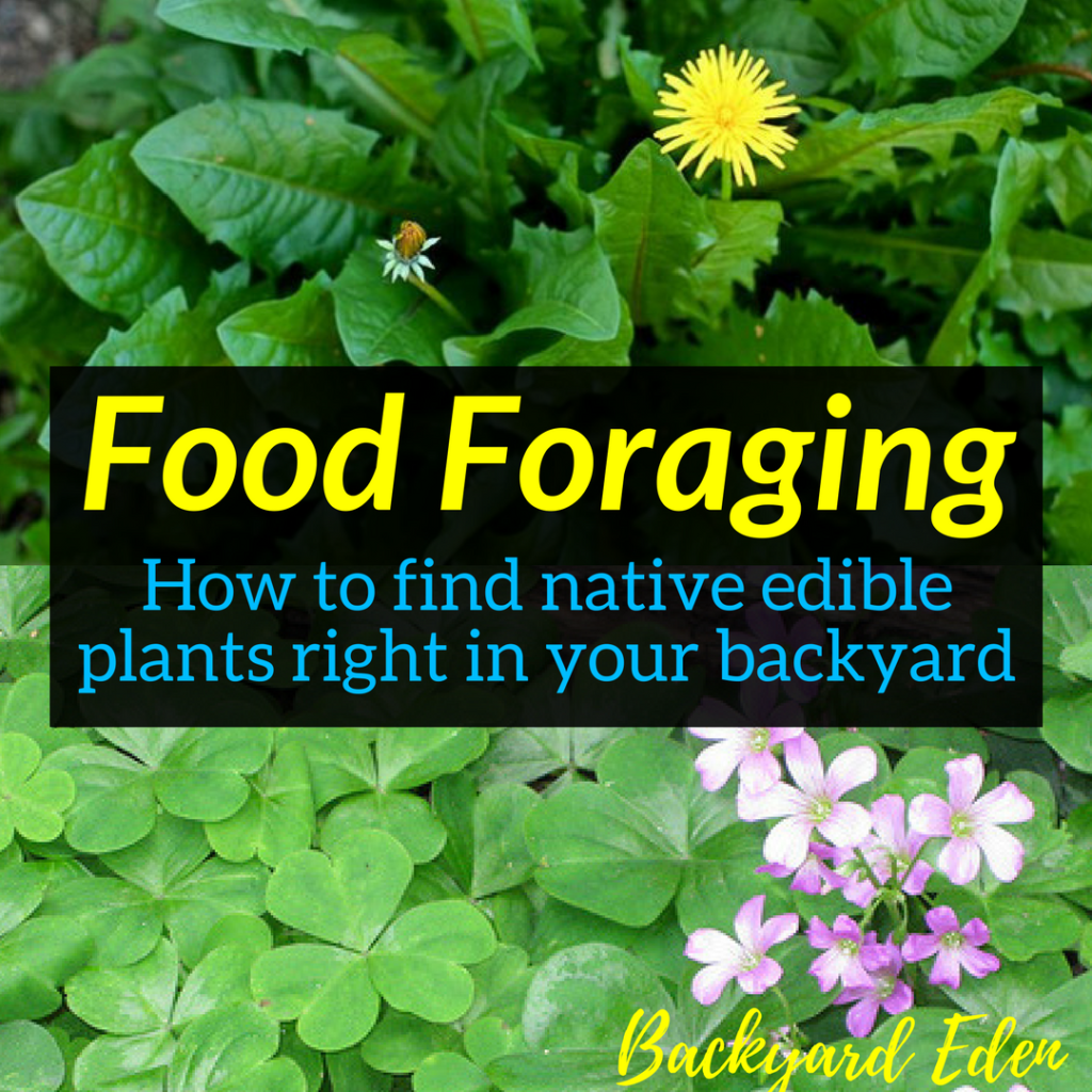 Food Foraging - How to find native edible plants right in your backyard, native edible plants, wild edibles, food foraging, Backyard Eden, www.backyard-eden.com, www.backyard-eden.com/food-foraging-how-to-find-native-edible-plants-right-in-your-backyard