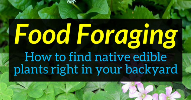 Food Foraging - How to find native edible plants right in your backyard, native edible plants, wild edibles, food foraging, Backyard Eden, www.backyard-eden.com, www.backyard-eden.com/food-foraging-how-to-find-native-edible-plants-right-in-your-backyard