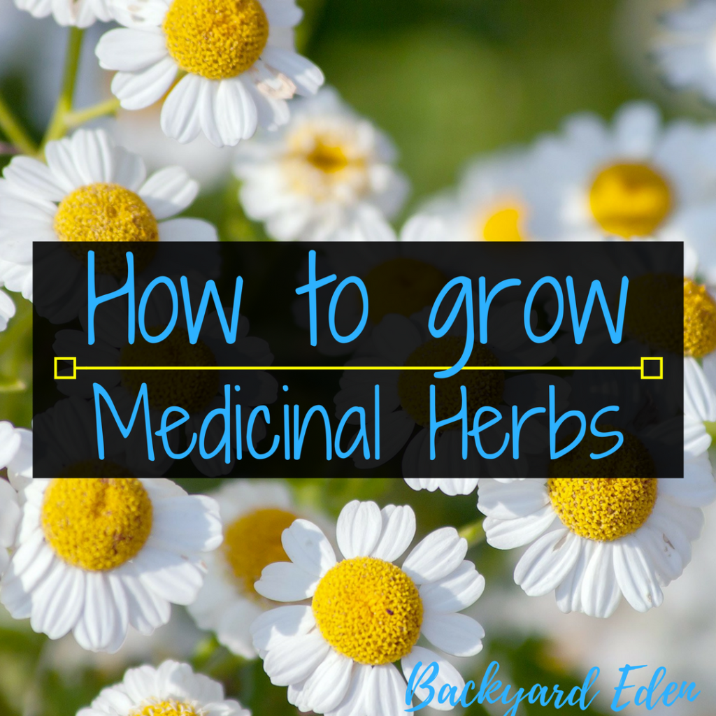 How to grow medicinal herbs, medicinial herbs, herbs, Backyard Eden, www.backyard-eden.com, www.backyard-eden.com/how-to-grow-medicinal-herbs