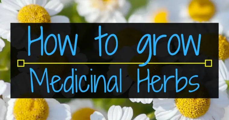 How to grow medicinal herbs